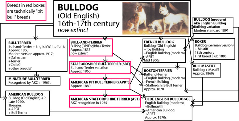 dog breeds of world poster. of Dog Breeds of the World